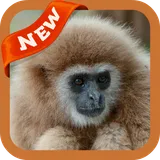 Gibbon Wallpaper logo