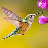 Hummingbird logo