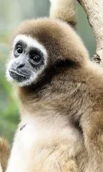 Gibbon Wallpaper screenshot