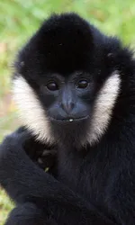 Gibbon Wallpaper screenshot